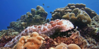 以珊瑚礁为食的海参(Bohadschia graeffei)是循环利用的终极产物