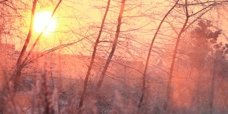 美丽的冬日阳光透过树林照进来