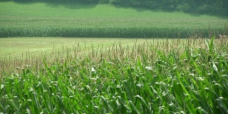 农业。玉米田。