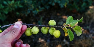 刺李，豺狼，药用山李果，