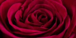 美丽盛开的红玫瑰特写