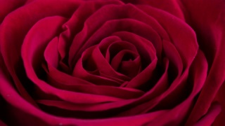 美丽盛开的红玫瑰特写视频素材模板下载
