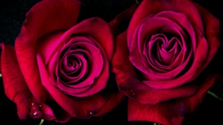 美丽盛开的红玫瑰镜头蒙太奇视频素材模板下载
