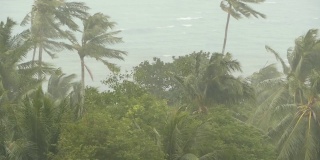 海滨景观在自然灾害飓风期间。强烈的旋风使椰子树摇摆。强热带风暴，自然力量，气候变化，台风海岸在雨季。