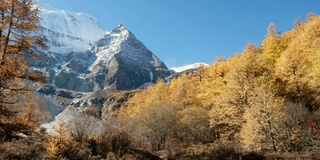 亚丁自然保护区，秋天，仙乃日神山的淘金松林