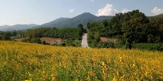 山丘上的柚子田，以山为背景