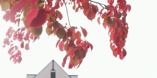 风吹红枫叶，大自然之美