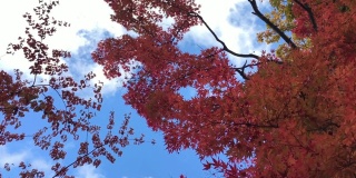 在日本长野县原村索太田，高清红枫叶和蓝天