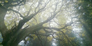 迷雾中的神秘森林