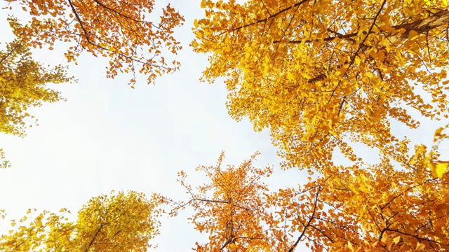 银杏树在秋天泛黄