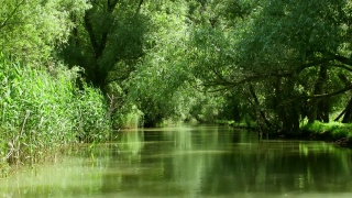 多瑙河三角洲森林湿地运动视频素材模板下载