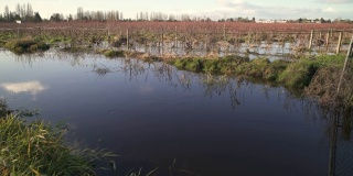 蓝莓田洪水，农业，4K超高清