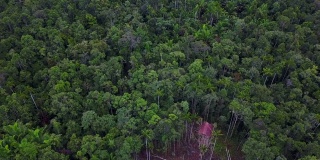 无人机飞越印度尼西亚西巴布亚雨林中的科罗威树屋