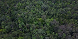 印度尼西亚西巴布亚岛，无人驾驶飞机飞越难以穿透的绿色雨林