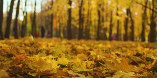 秋天的风景——五彩缤纷的枫叶躺在地上