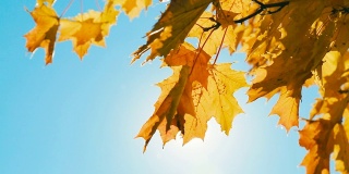 阳光穿过秋叶