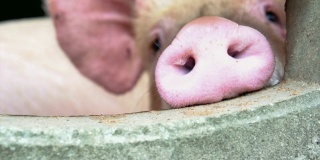 4K慢镜头近距离拍摄工厂化养猪场的幼猪鼻子，家畜和家畜概念