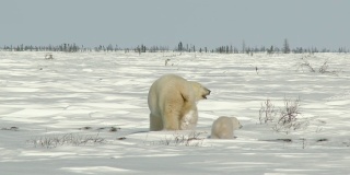 苔原上的北极熊妈妈带着三个月大的幼崽。