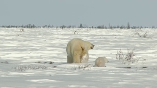 苔原上的北极熊妈妈带着三个月大的幼崽。视频素材模板下载