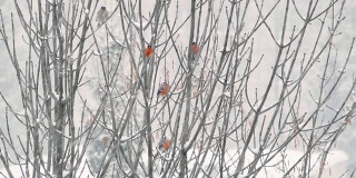 暴风雪中，红腹灰雀坐在树枝上。