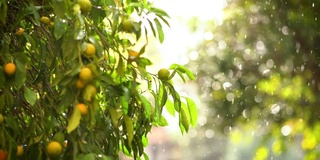 花园里的雨天