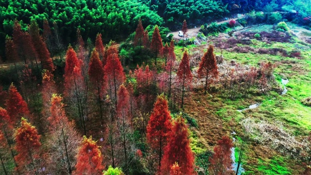 秋天红红的水杉