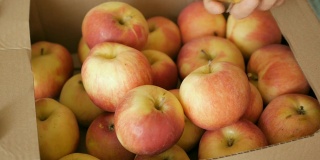 农夫把苹果从箱子里拿出来并分类。新鲜收获的苹果。一个人在市场上买苹果。