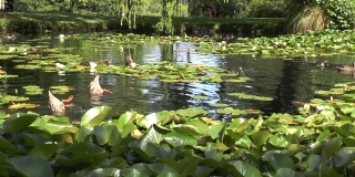 鸭子跳进池塘里。