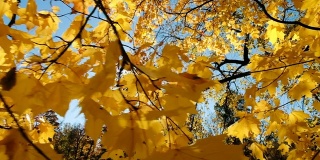 秋天，一棵大理石树枝头上的黄叶，镜头移动缓慢