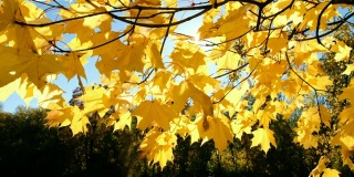 阳光透过黄色的枫树枝叶映在湖面上