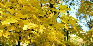 公园里黄色的枫叶在风中摇曳