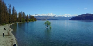4 k。鸟瞰瓦纳卡湖的树在春天。新西兰南岛最受欢迎的旅游目的地之一。