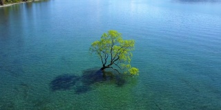 4 k。鸟瞰瓦纳卡湖的树在春天。新西兰南岛最受欢迎的旅游目的地之一。