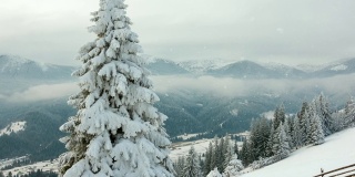冬天的山。农村景观。树被雪覆盖着。新年快乐