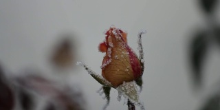 一朵玫瑰的图像，一朵花上的冰晶，色调，模糊。抽象背景，软焦点