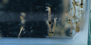 蚊子、幼虫及蛹在实验所受污染的水中进行教育。