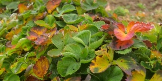 秋天的霜冻与红、绿、黄、粉草莓植物的叶子覆盖是白色的冰在近距离地面对一个背景的叶子。草莓叶子上覆盖着第一层霜