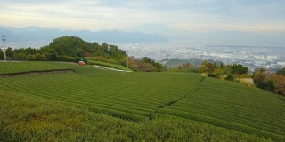 秋天静冈县稻田鸟瞰图。日本的绿色乡村地区或乡间的丘陵地带。自然环境背景