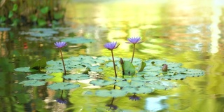 池塘上粉红色荷叶睡莲。睡莲在花园池塘。美丽的紫色荷花，水草在湖中。
