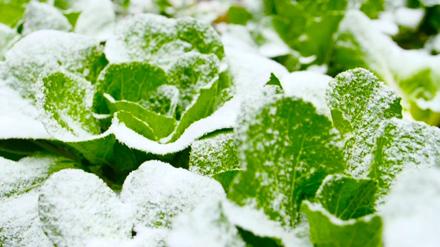 白菜田，雪