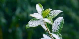 雪花落在绿叶上