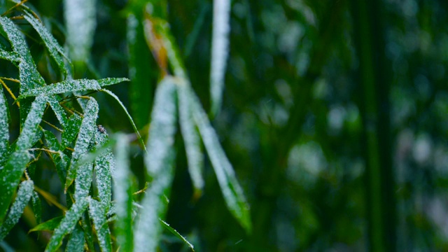 雪花飘落在竹枝上的慢镜头