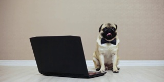 一只可爱的哈巴狗坐在电脑前看电影，穿着蝴蝶，在笔记本电脑前工作