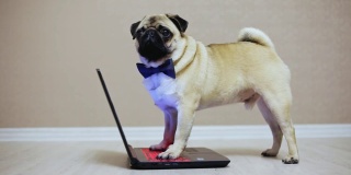一只可爱的哈巴狗在笔记本电脑前工作，穿着蝴蝶服看电影，爪子放在键盘上，看着摄像机