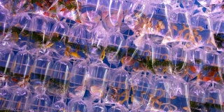 装在塑料袋里的金鱼在香港市场出售