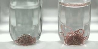 实验室里的两根试管里有一只管状蠕虫