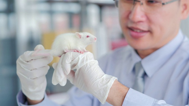 在生命科学实验室工作的卫生保健研究人员。医学研究科学家检验实验室的小白鼠。