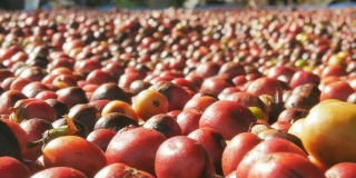 红咖啡豆浆果和干燥过程