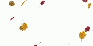 秋天或秋天的叶子落在白色的背景与光斑