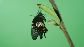 美丽的蝴蝶绿屏视频素材模板下载